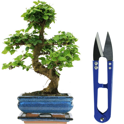 Bonsai ligustrum tree live - bonsai,
