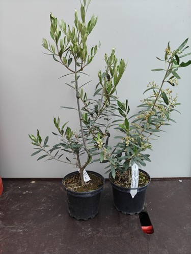 Olive tree olea europaea - 2x,