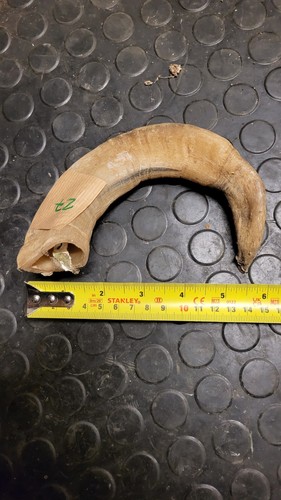 Old large horn craft stick - old,