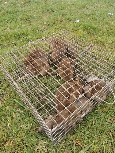 Squirrel rat trap - rat, multi