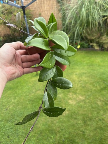 Hoya carnosa stardust - carnosa, |