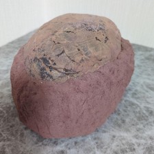 (Rare) Dinosaur Hadrosaurus