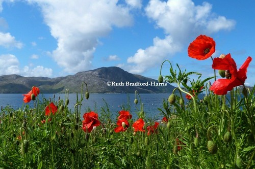 Loch nevis mountains poppies - loch,