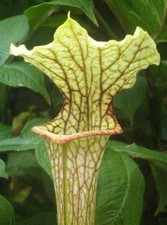 Sarracenia x Moorei “Marston