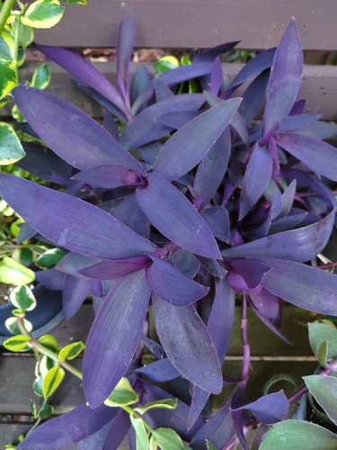 Large purple pallida - large,