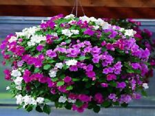 50 Impatiens Seeds Accent Premium Pastel Mix Flower Seeds