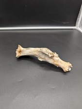 British Fallow Freak Malformed