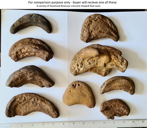 Genuine dinosaur track - genuine,