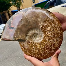 Natural colorful large conch fossil specimen healing - 6.7LB