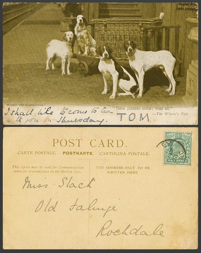 English setters pointers dogs - pointers,