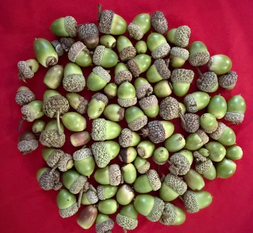 Pound white oak acorns - oak,