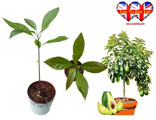 Live avocado tree healthy - live,