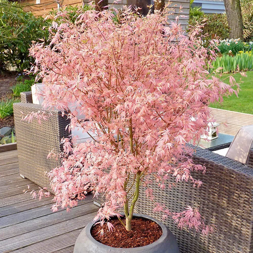 Acer palmatum iyoshi - palmatum, rare
