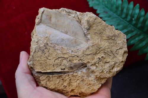Amazing rare fossil - ,,