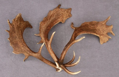 Shed fallow deer antlers - fallow,
