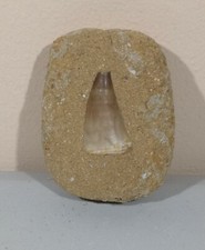 Fossil Mosasaur Tooth -