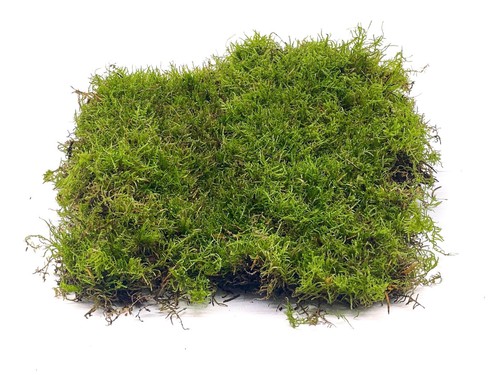 Live sphagnum moss - sphagnum, for