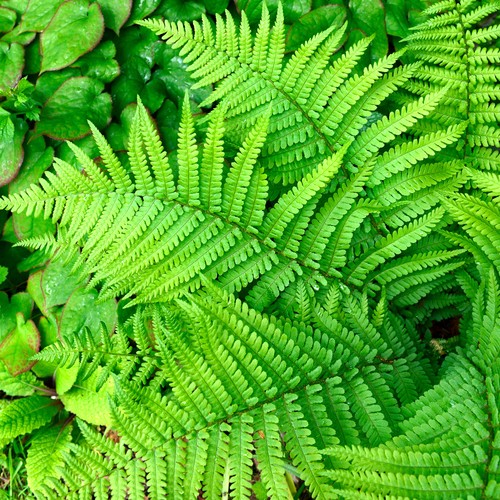 Dryopteris filix mas - dryopteris, fern