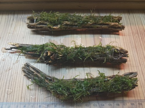 Flame moss colla wood - moss, wood-