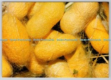 D314049 Lullingstone Silk Farm. Silkworm cocoons. Worldwide Butterflies. Robert
