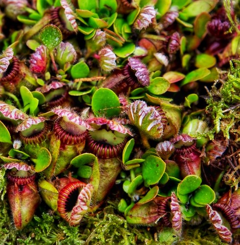 Cephalotus follicularis live - follicularis,