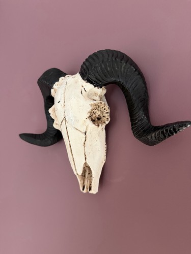 Sheep skull wall plaque - wall,