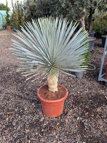 Blue swan yucca - rostrata, plant