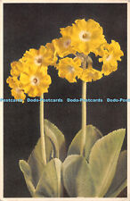 R406601 St Z F No 209 Primula auricula Garden Auricula Auricule Gartenaurikel J