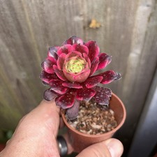 Aeonium snow girl variegated