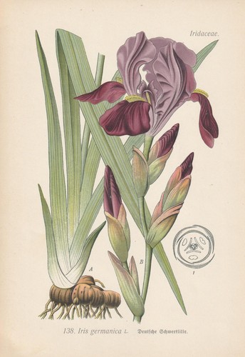 German iris - (iris, germanica)