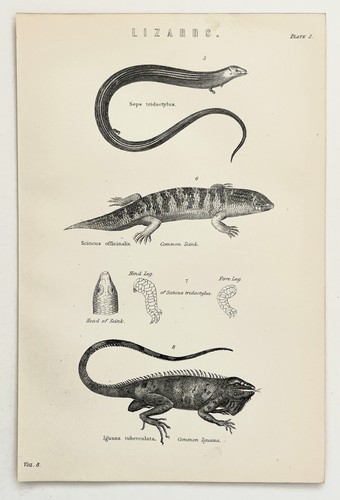 LIZARDS-IGUANA-SKINK-SEPS-REPT