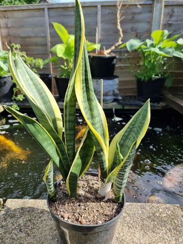Snake house plant - snake, plant/