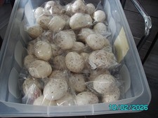 19 - REPLICA - GOLDEN EAGLE