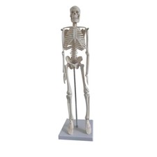  Human Skeleton Model for