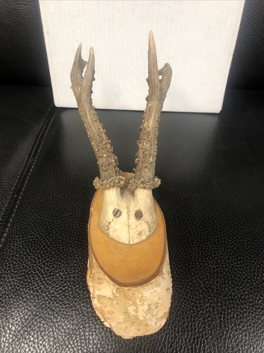 Antique mounted deer antlers - antique,