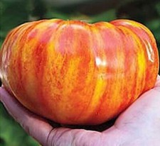 GIANT BIG RAINBOW TOMATO, 50 seeds + FREE SHIPPING