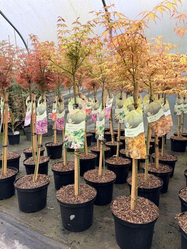 Large patio acer palmatum - patio,