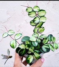 Hoya Mathilde Variegated Potted Rooted Cutting Plant Actively Growing  Rare