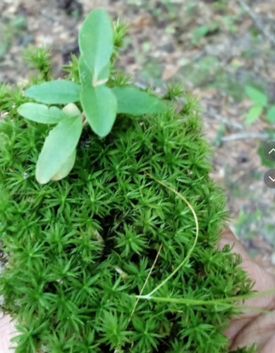 Large live moss assortment for - live,