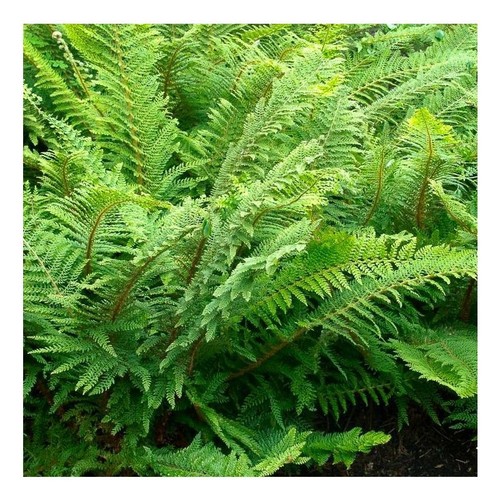Soft shield fern polystichum - fern, (polystichum