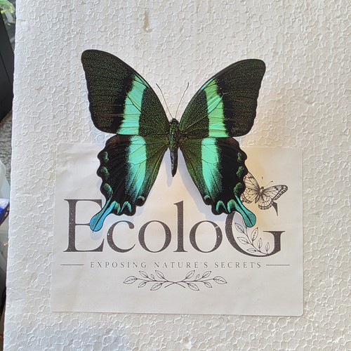 Papilio blumei set - set, specimen