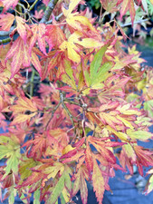 Japanese Maple. Acer Palmatum