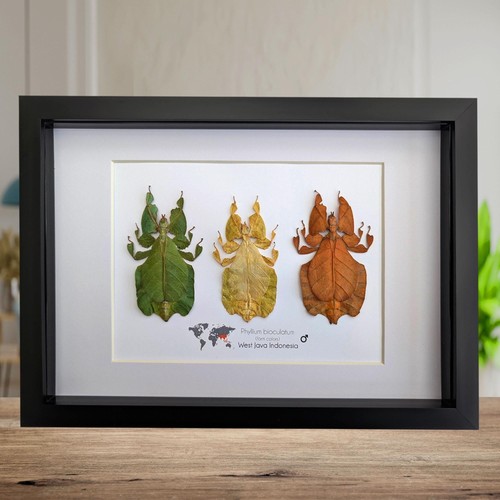 Framed leaf insect taxidermy - insect,