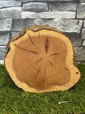 20 Year Air Dried Yew Wood Log
