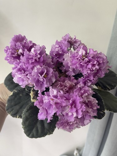 African violets two freshly - two,
