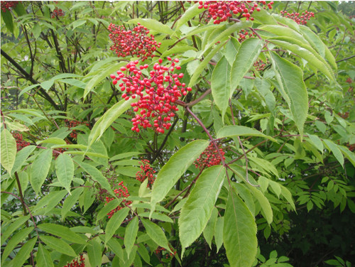 Red elderberry seeds - elderberry,