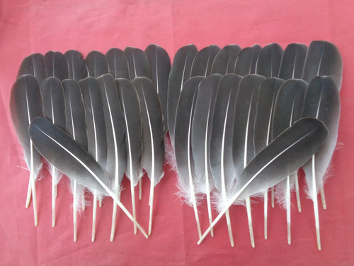 Grey goose wing quill - grey,