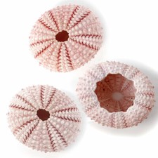 3 x Sea urchins Pink 3.5 to 4 cm. Perfect for crafts and air plants or terrarium