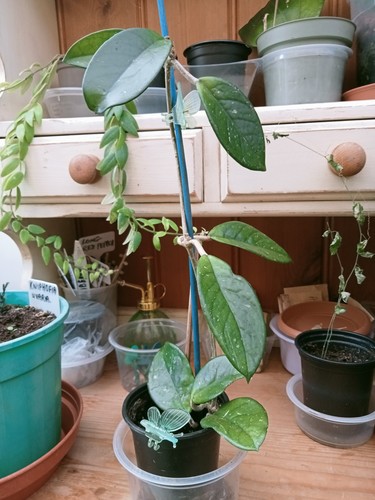 Hoya carnosa climbing plant - hoya,
