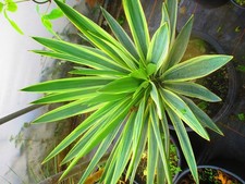 Large Hardy Variegated Yucca